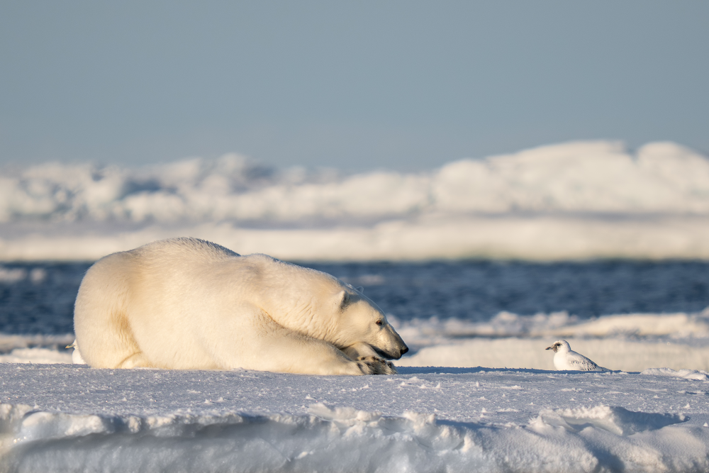 polar bear laying down looking at a bird polar bear laying down looking at a bird